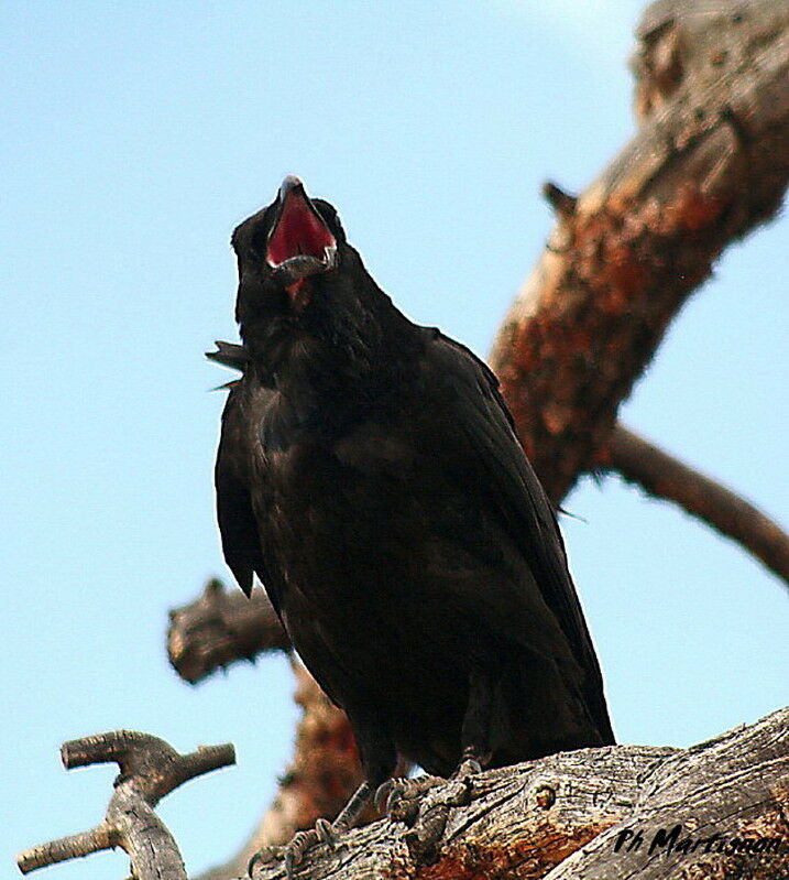 Grand Corbeau