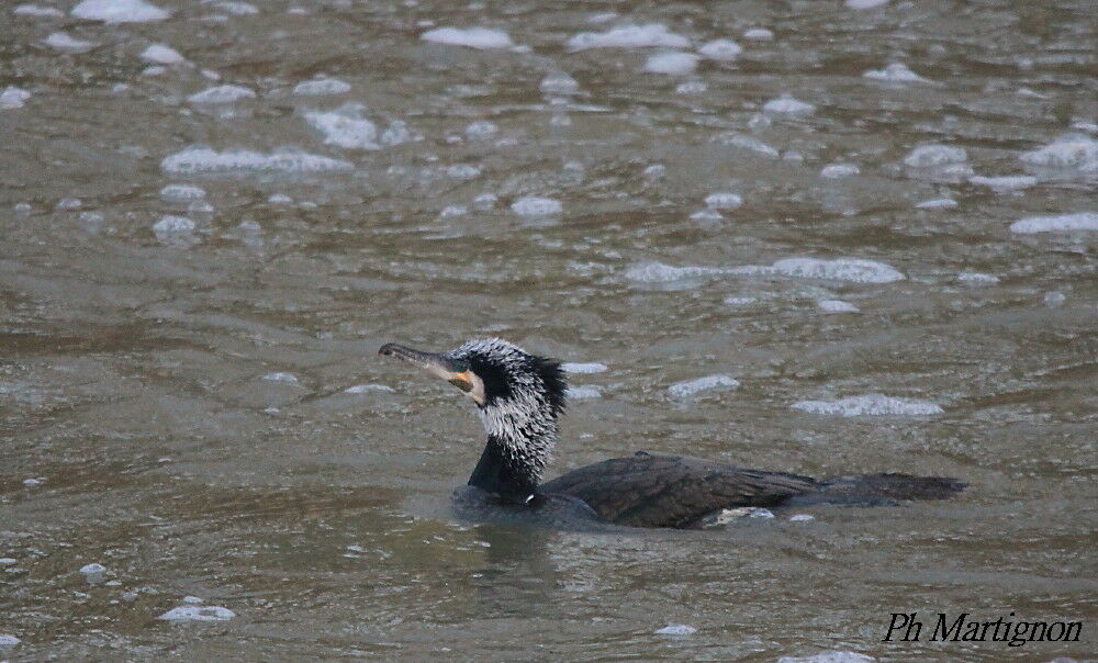 Great Cormorant