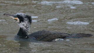 Great Cormorant