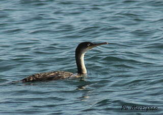 grand-cormoran-juv-nile-phma305865