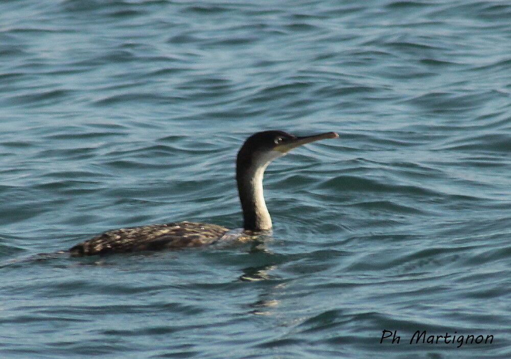 Great Cormorantjuvenile, identification