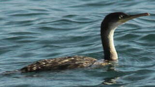 Great Cormorant