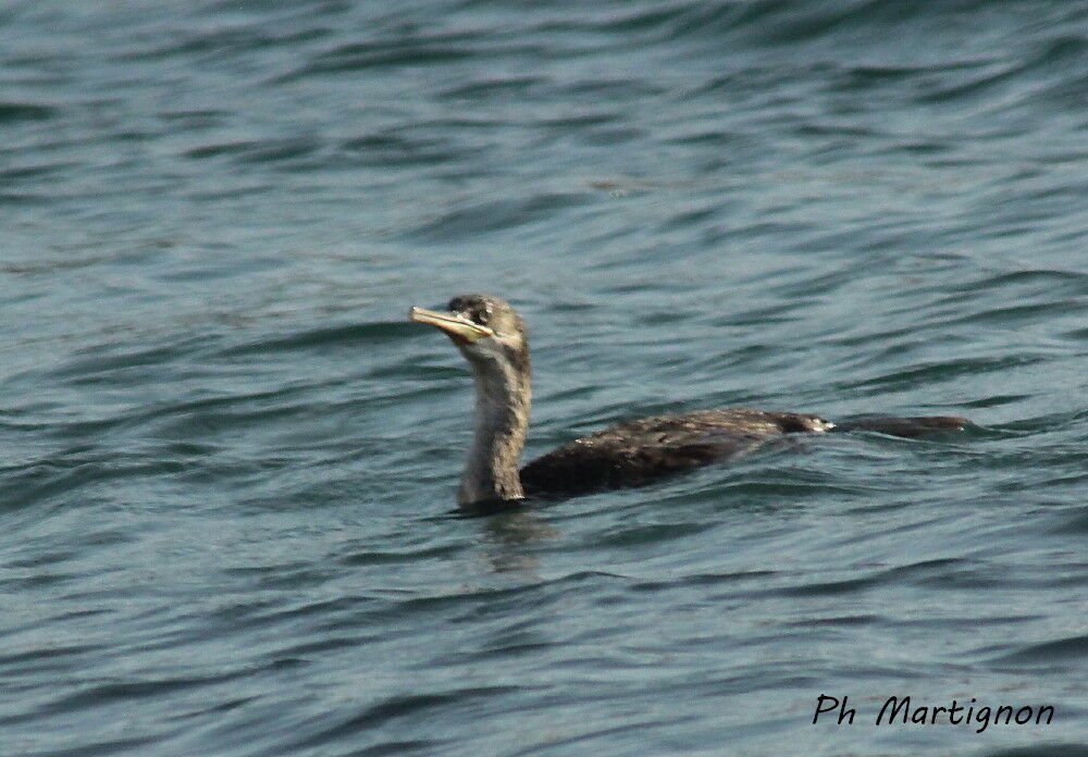 Grand Cormoranjuvénile, identification