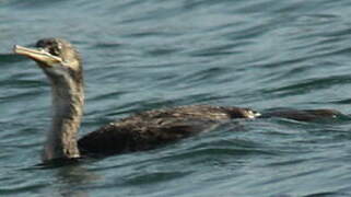 Great Cormorant