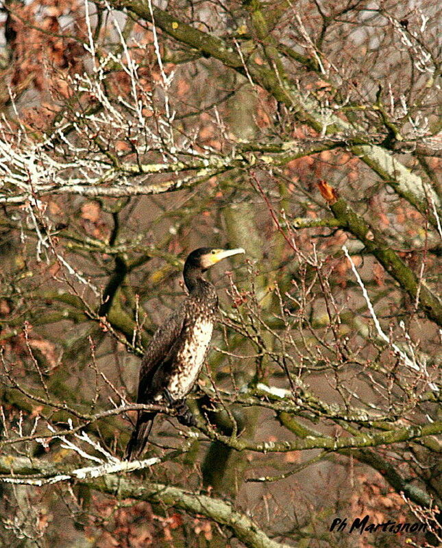 Grand Cormoranimmature, identification