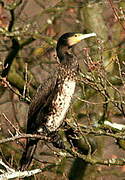 Great Cormorant