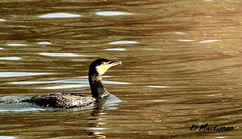 Grand Cormoran, identification