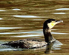 Grand Cormoran