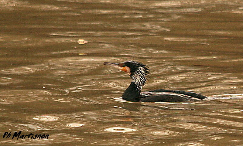 Great Cormorant, identification