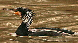 Great Cormorant