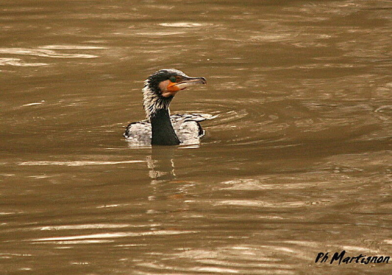 Grand Cormoran, identification