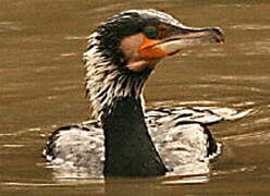 Great Cormorant