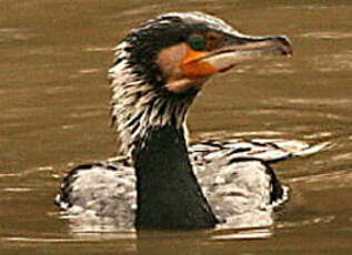 Grand Cormoran