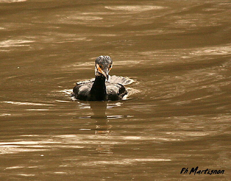 Great Cormorant