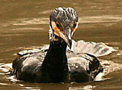 Great Cormorant