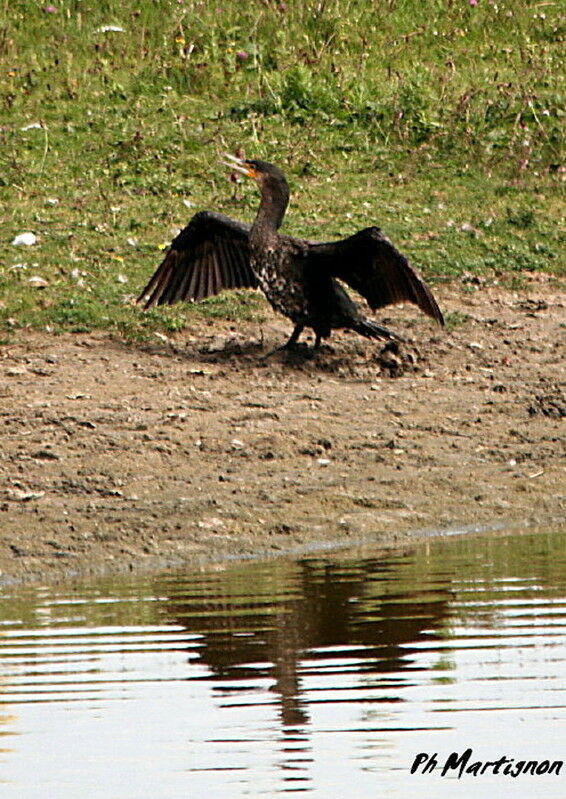 Grand Cormoran