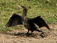 Great Cormorant