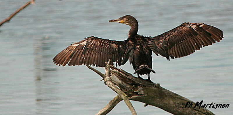 Great Cormorant