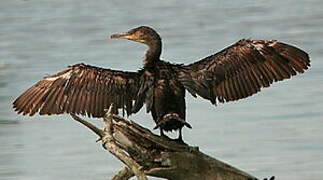 Great Cormorant