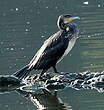 Grand Cormoran