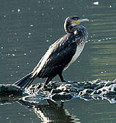 Great Cormorant