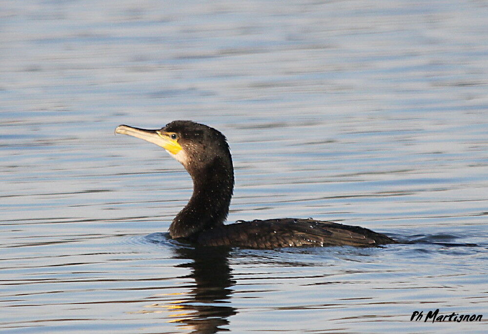 Great Cormorant