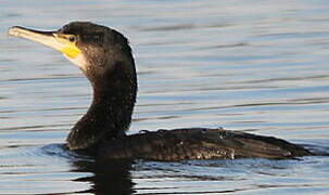 Great Cormorant