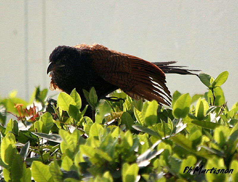 Greater Coucal