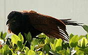 Grand Coucal