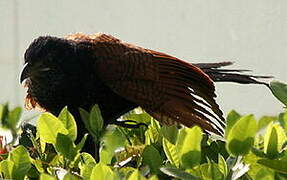 Greater Coucal