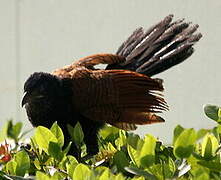 Greater Coucal