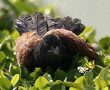 Greater Coucal