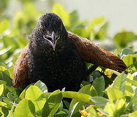 Grand Coucal