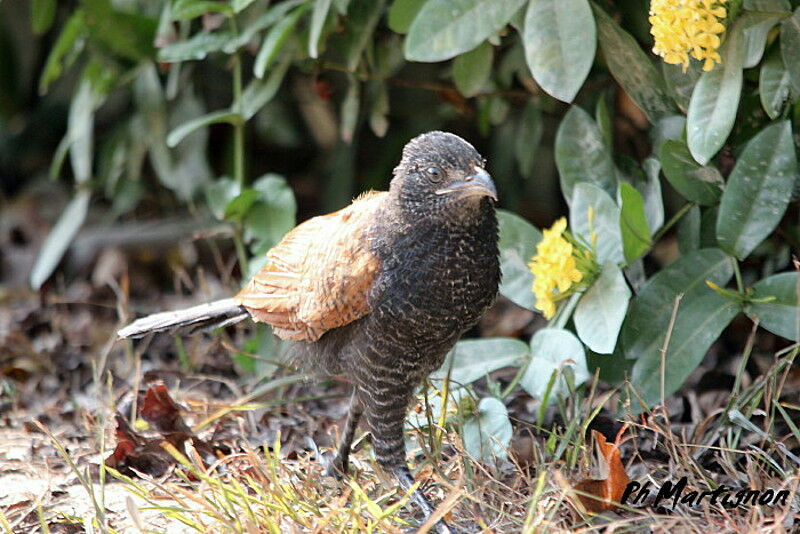 Grand Coucal