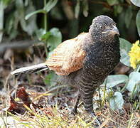 Greater Coucal