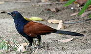 Grand Coucal