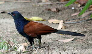 Greater Coucal