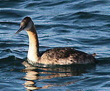 Great Grebe