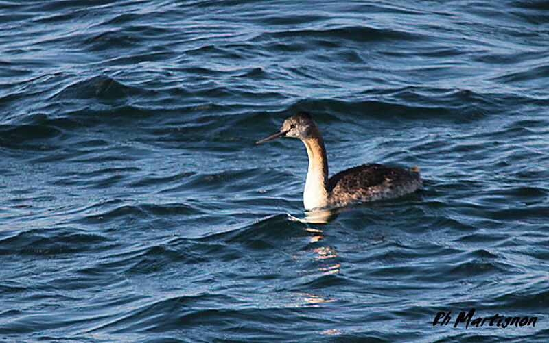 Great Grebe