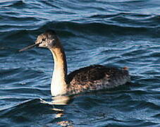 Great Grebe