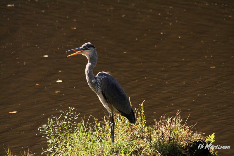 Grand Héron, identification