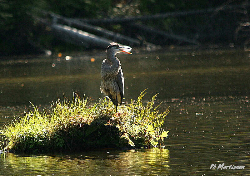 Grand Héron, identification