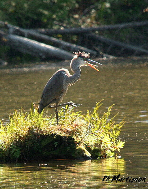 Grand Héron, identification, Comportement