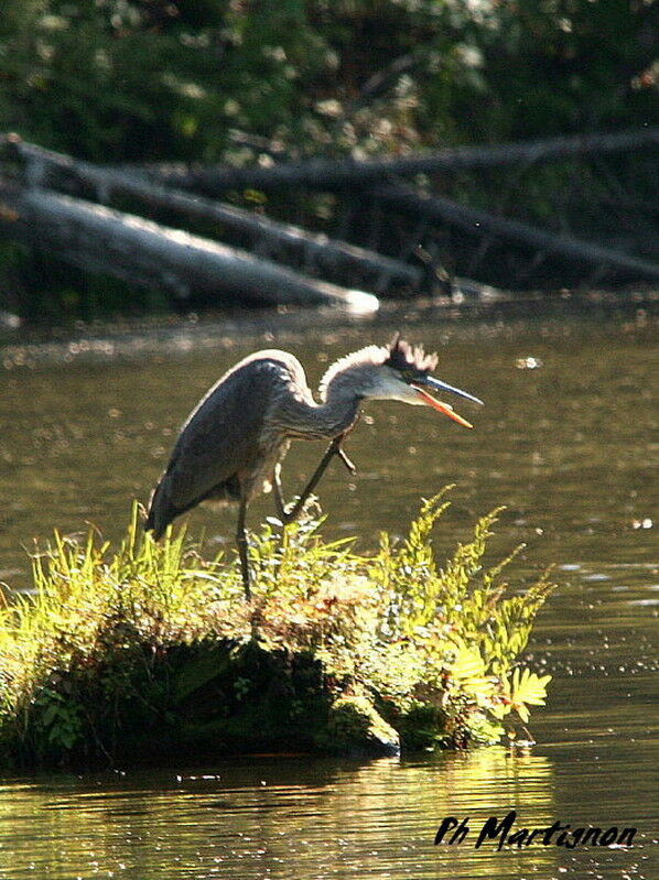 Grand Héron, identification, Comportement