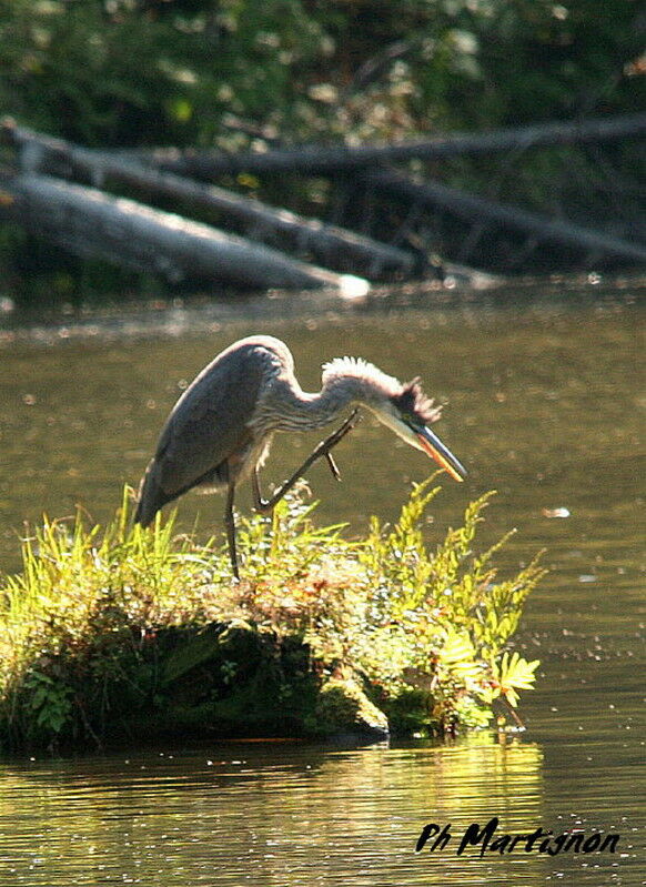 Great Blue Heron, identification, Behaviour