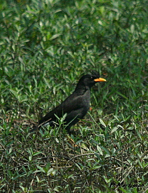 Great Myna, identification