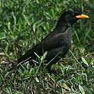 Grand Martin