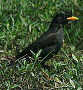 Great Myna