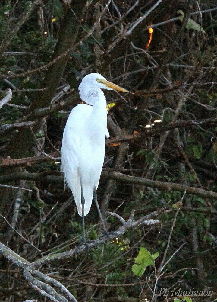 Grande Aigrette, identification