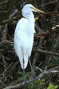 Grande Aigrette